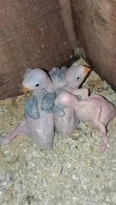 Kathy chicks for sale