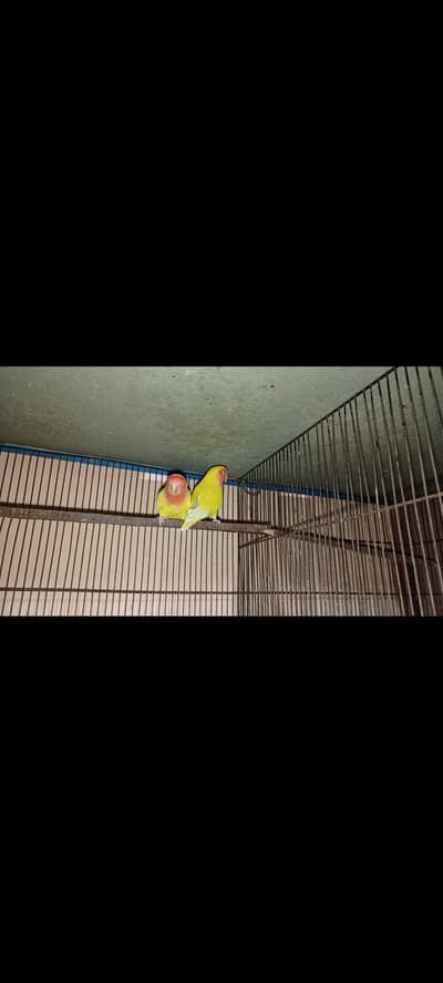 lotino albino bagis for sell good quality birds