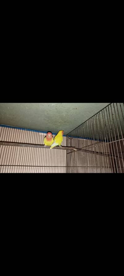 lotino albino bagis for sell good quality birds
