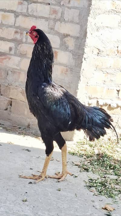 Aseel patha for sale