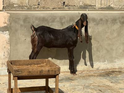 Kamori breeder bkra For sale