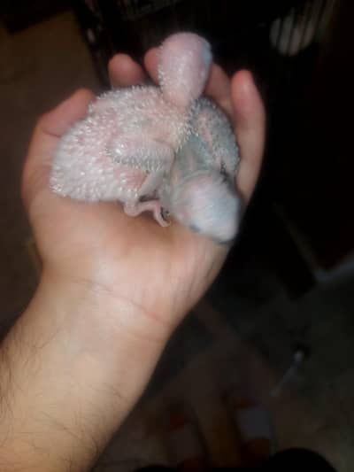 Blue Turquoise Conure