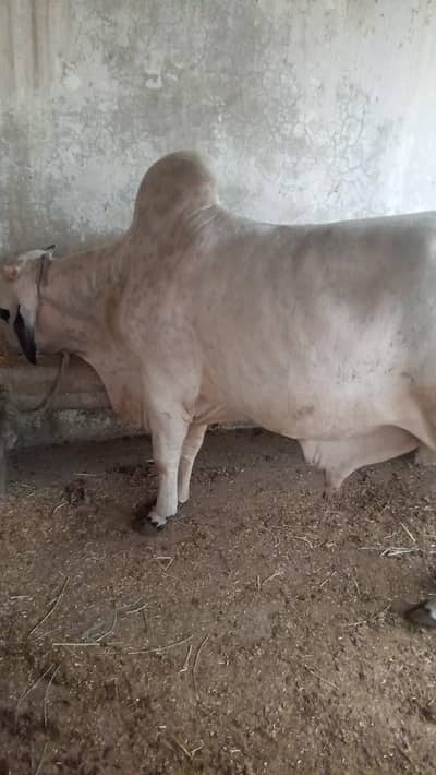 white color ka bacha strong and healthy bacha for sell orangi town