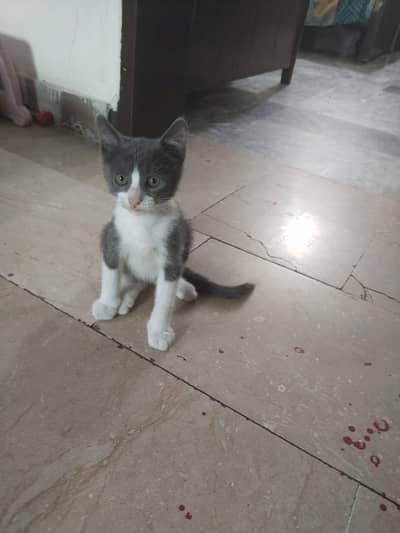 Grey and White local kitten