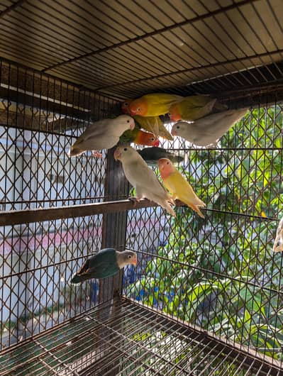mix lovebirds for sale