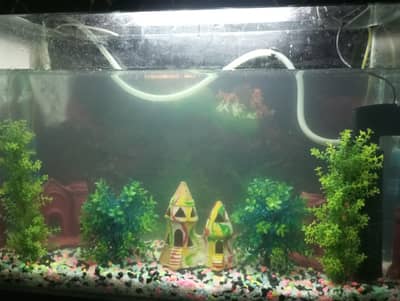 gold fish 2 pair available good price
