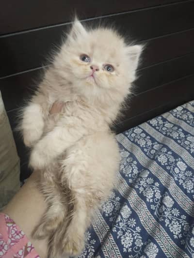 persian kittens