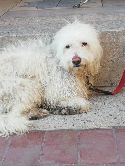 American puddle male available for stud fully vacations