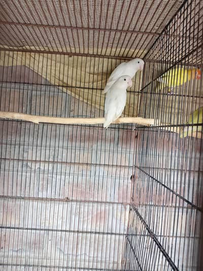 Albino black eye split to red eye pair