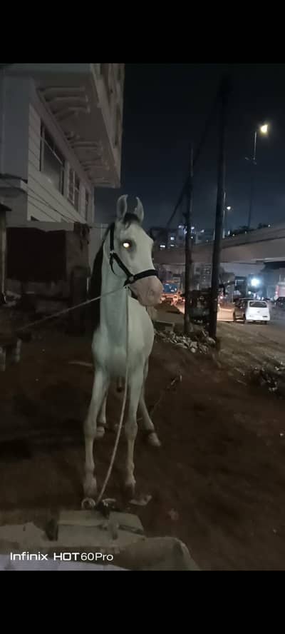 horse for sale in Karachi