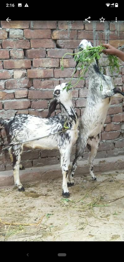 dasi bakra bachy jori