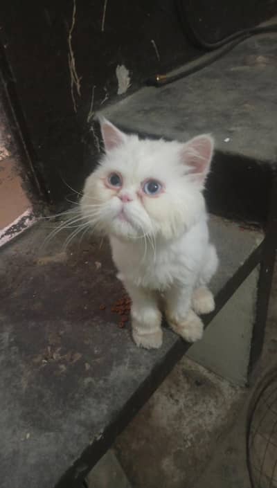 extreme punch face male cat