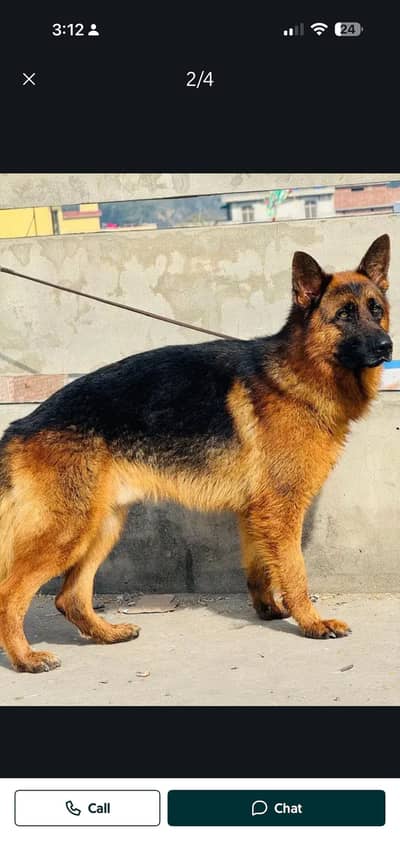 German shepherd male for new home