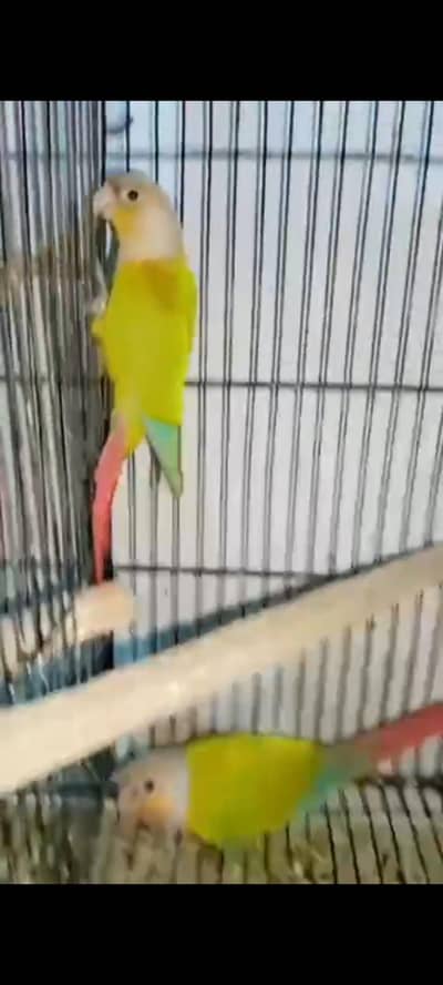 PineApple Conure Breeder Pair