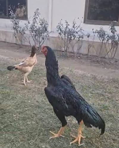 Shamoo chicks available