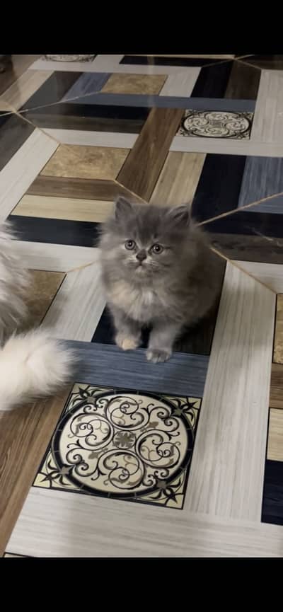 Female Kitten for sale