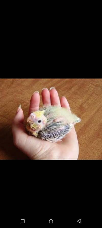 V-Pied Cream  Cocktail chicks