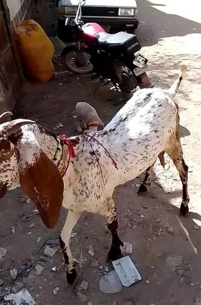 3 bakriyan 6 dant healthy and active