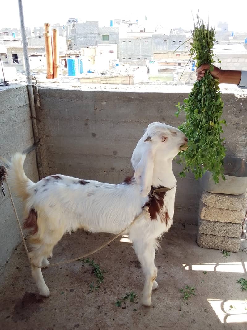 Bakra 2 dat 6