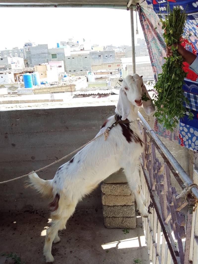 Bakra 2 dat 7