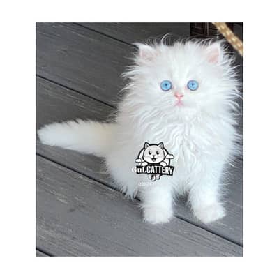 Persian British punch face piki face kitten cat available