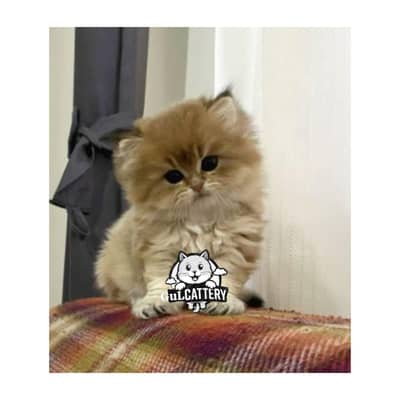 Persian British punch face piki face kitten cat available