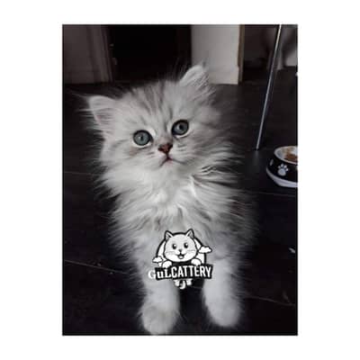 Persian British punch face piki face kitten cat available