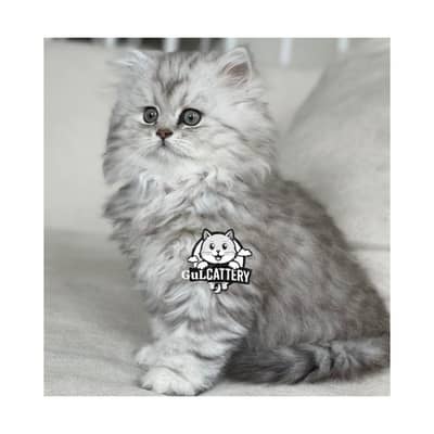 Persian British punch face piki face kitten cat available