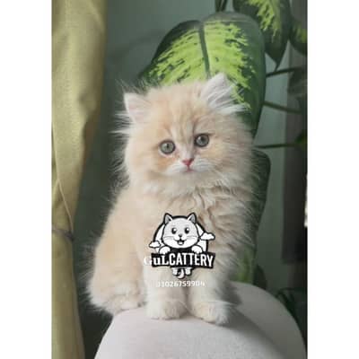 Persian British punch face piki face kitten cat available