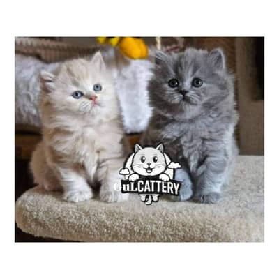 Persian British punch face piki face kitten cat available