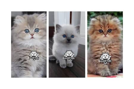 Persian British punch face piki face kitten cat available