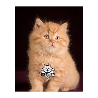 Persian British punch face piki face kitten cat available