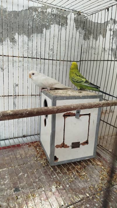 breeder Australian Pair Green Male White Red Eye Female