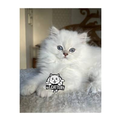 Persian British punch face piki face kitten cat available