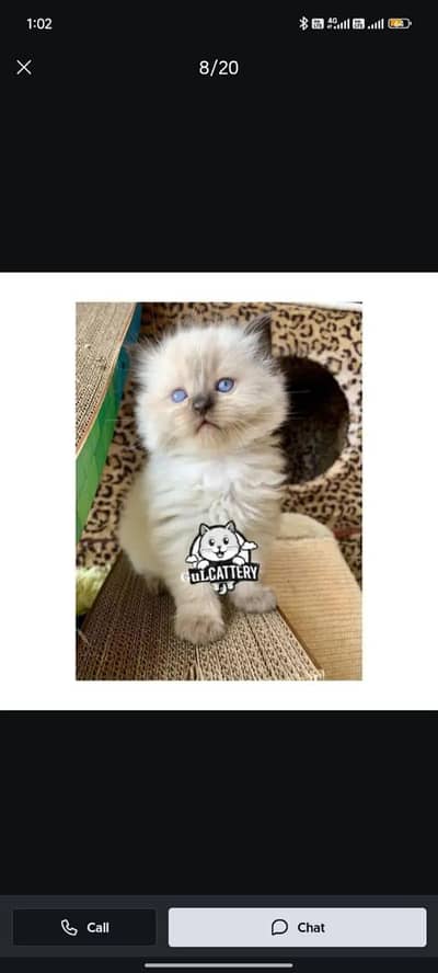 Persian British punch face piki face kitten cat available