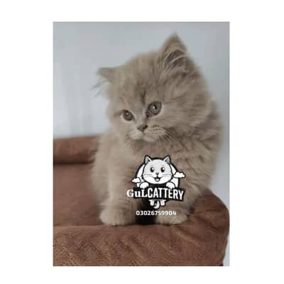 Persian British punch face piki face kitten cat available