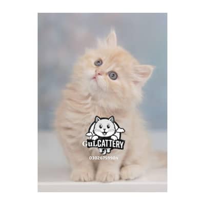 Persian British punch face piki face kitten cat available