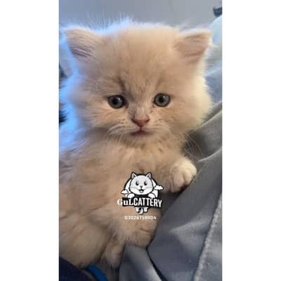 Persian British punch face piki face kitten cat available