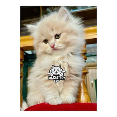 Persian British punch face piki face kitten cat available