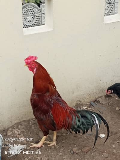 Aseel Sindhi cross full active for sale