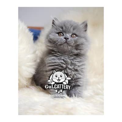 Persian British punch face piki face kitten cat available