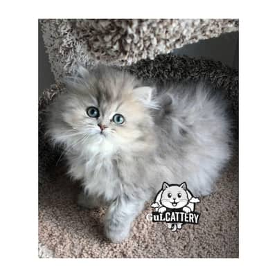 Persian British punch face piki face kitten cat available