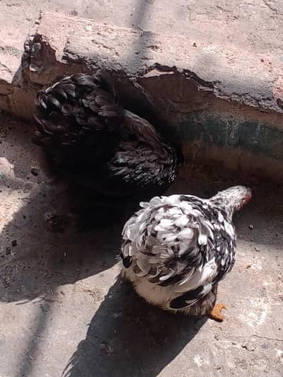 golden buff quality male