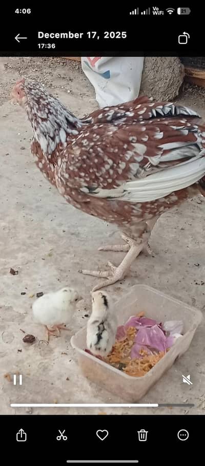 pholya female for sale