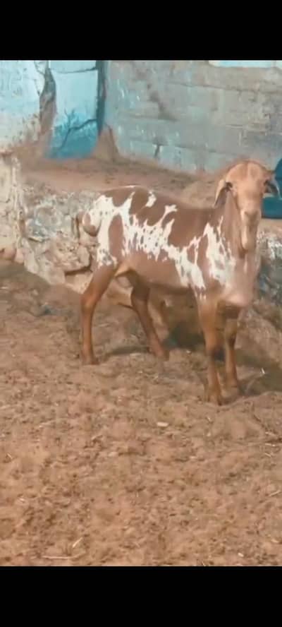 palai service available at rooftop