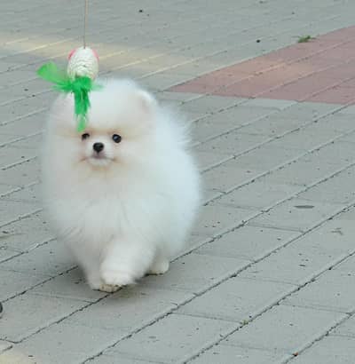 pure Tea cup sized Pomeranian (miniature)