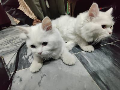 Persian cats for sale