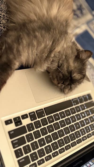 Smokey grey color persian cat