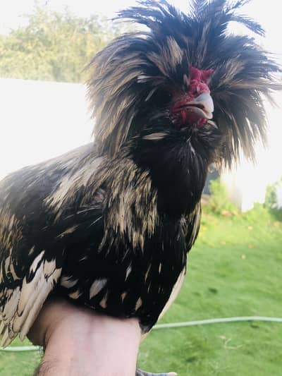 Silver polish breeder male