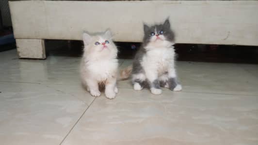 Pure Persian Semi Punch Face Kitten/Cat Each Kitten Price Mention
